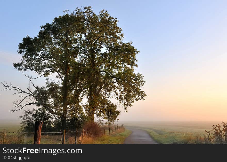 Silhouette of tree at dawn