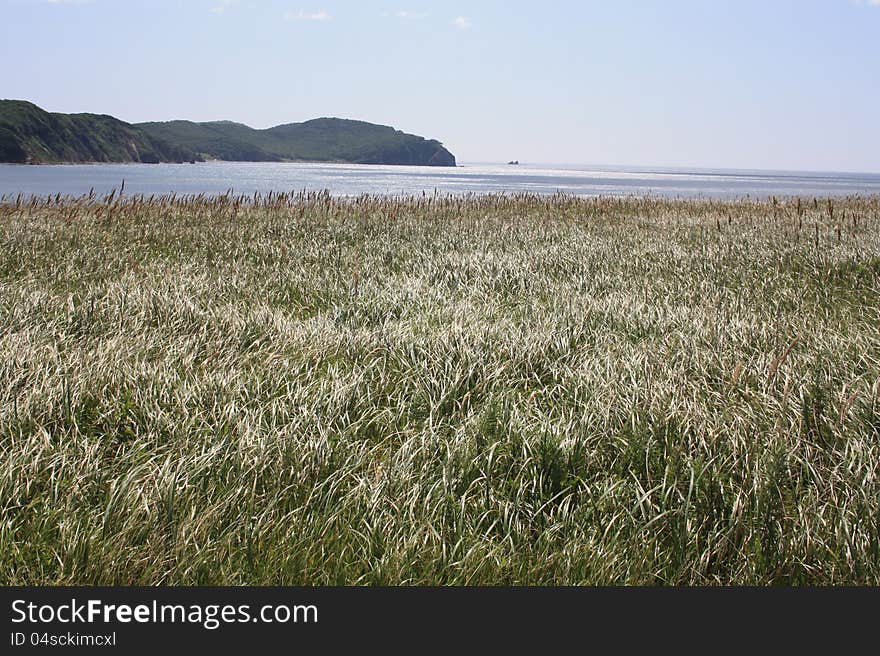 Earing grass