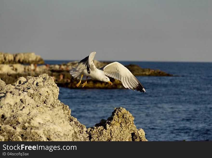 Seagull flies over the rocks at the sea. Seagull flies over the rocks at the sea