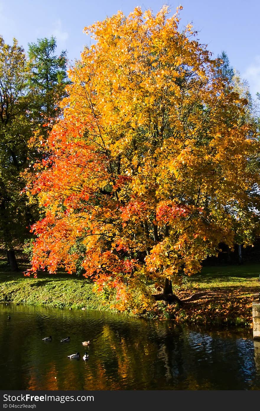 Golden autumn autumn landscape reflected in water