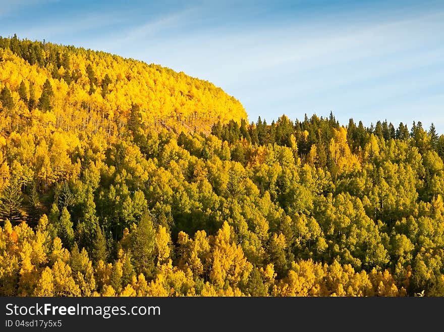 Mountain Of Aspen Trees In Autumn