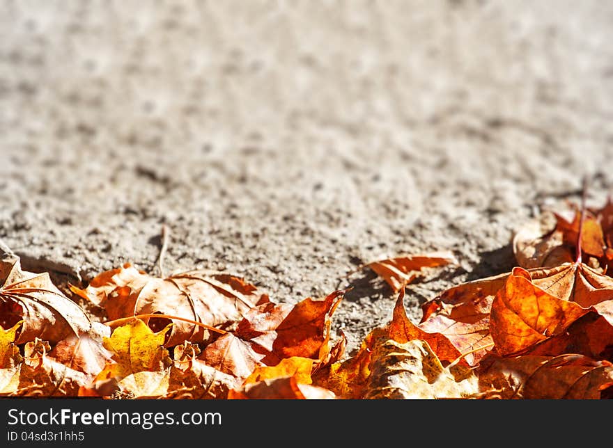 Dry autumn leaves background