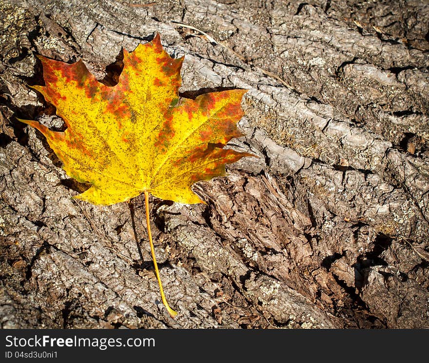 Autumn Leaves Over Wooden Background