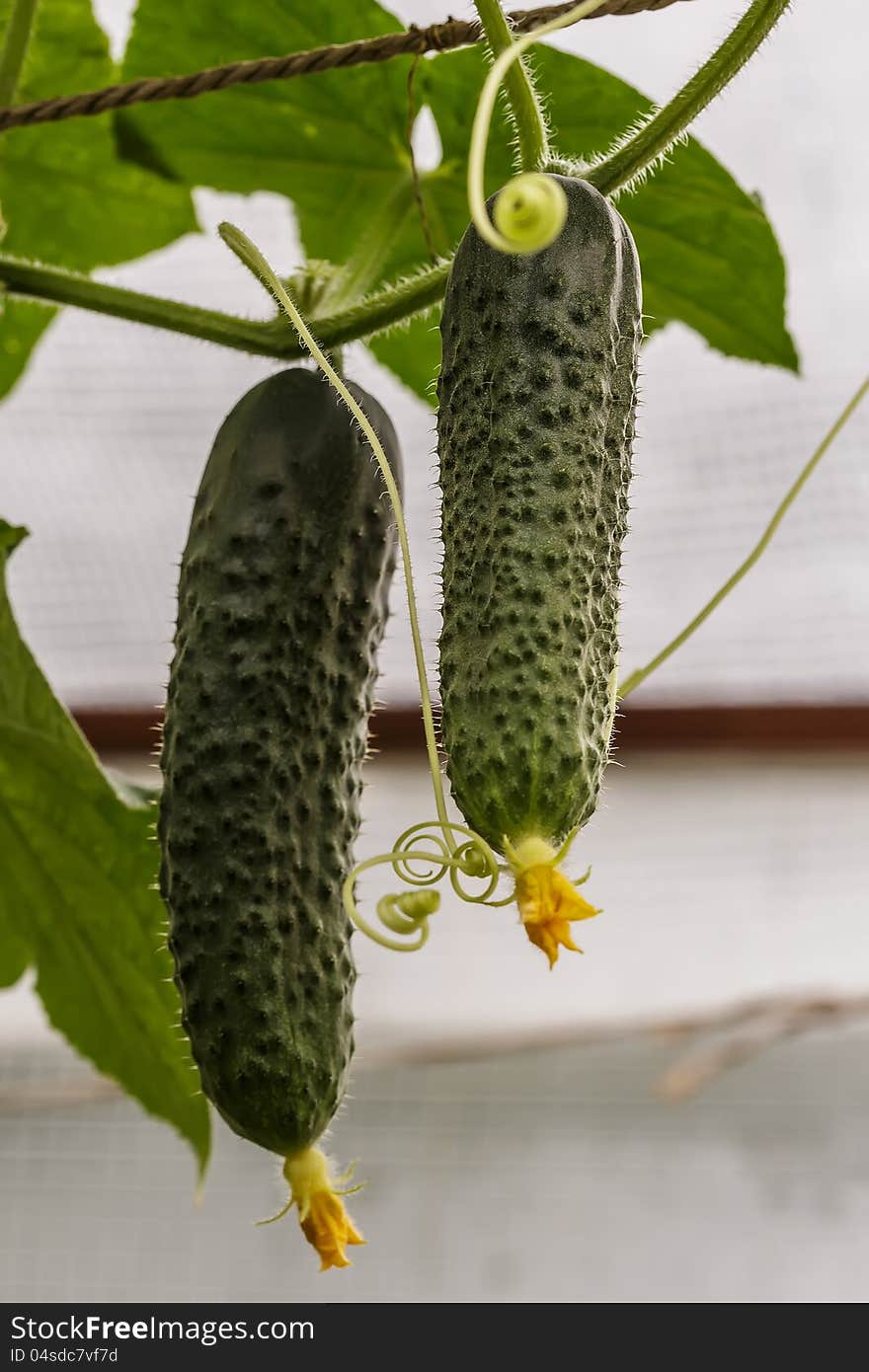 2 Green Cucumbers