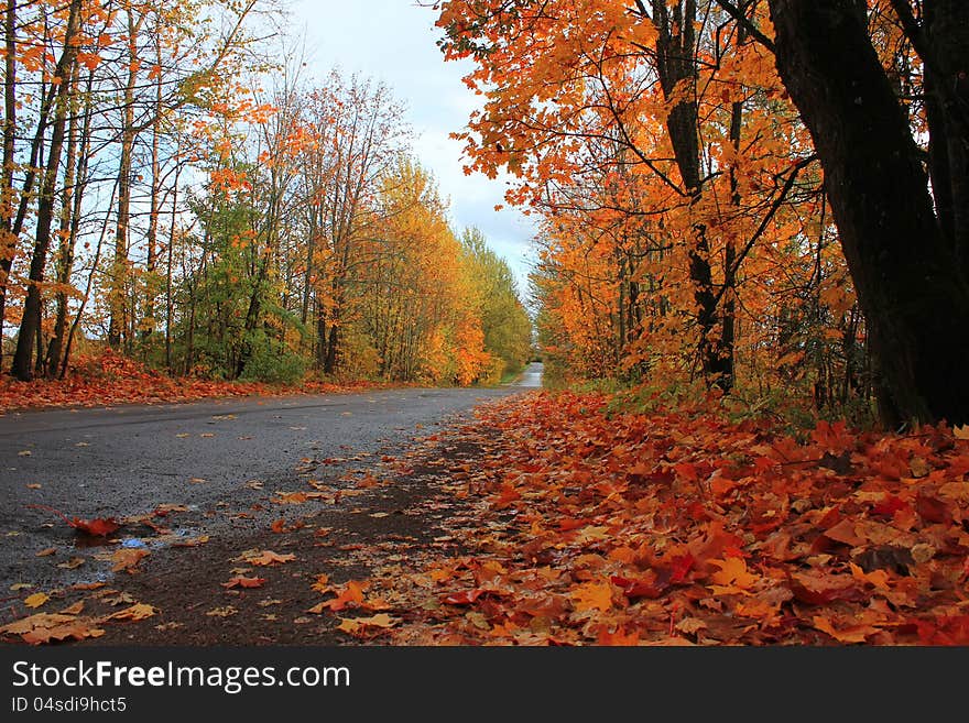 Autumn forest, forest road autumn landscape, golden autumn, falling leaves in the forest, yellow maple. Autumn forest, forest road autumn landscape, golden autumn, falling leaves in the forest, yellow maple