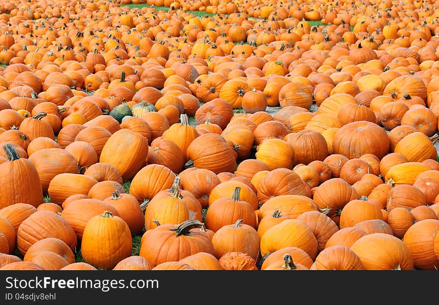 Thousands of Pumpkins in a Pumpkin Patch during the Fall