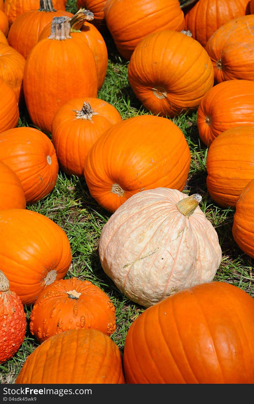 Thousands of Pumpkins in a Pumpkin Patch during the Fall