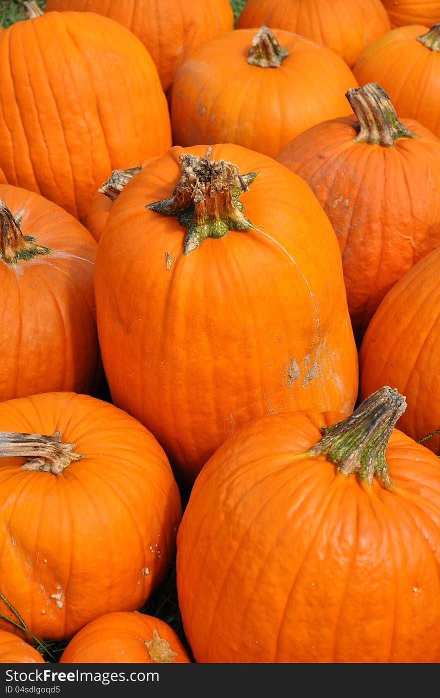 Large Orange Pumpkin from a Pumpkin Patch