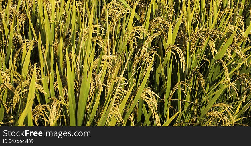 Rice Field