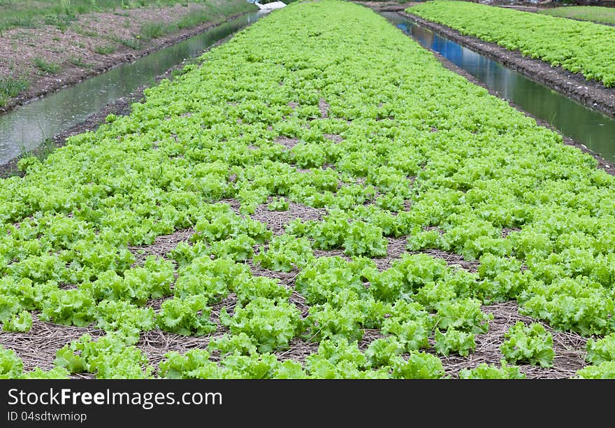 Field of green fresh lettuce growing at a farm