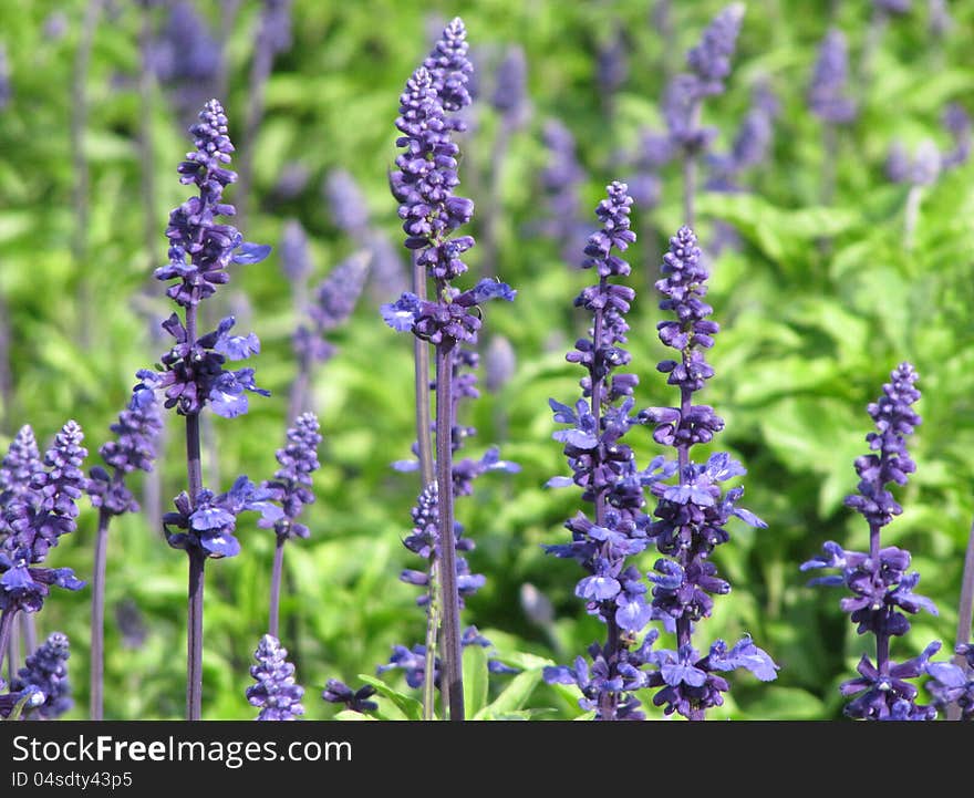 Decorative bright violet flowers among green leaves growing on a bed in a garden. Decorative bright violet flowers among green leaves growing on a bed in a garden.