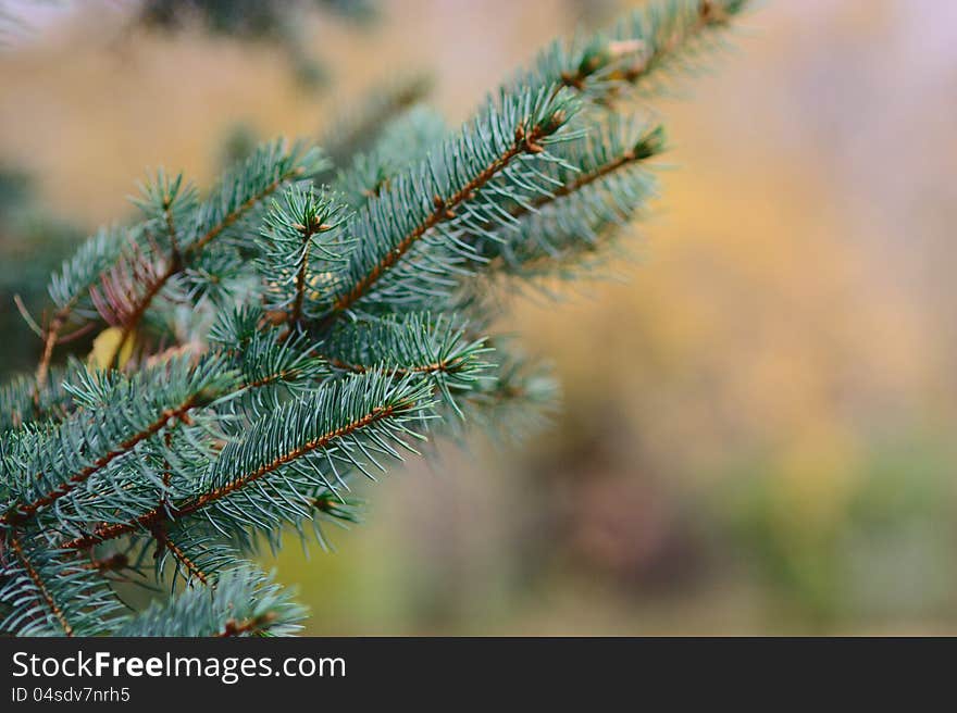 Fir-tree branch in the forest