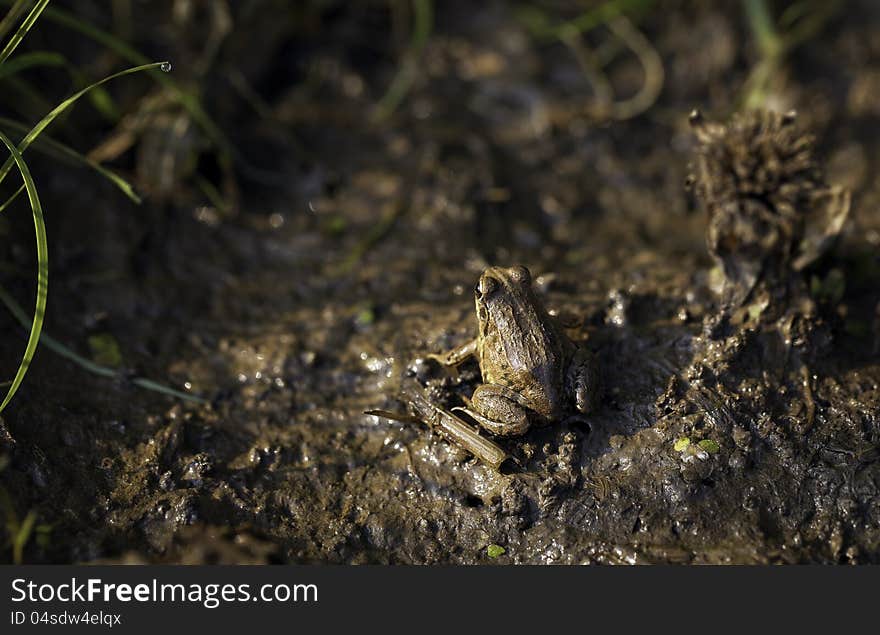 A Frog With Its Perfect Camouflage