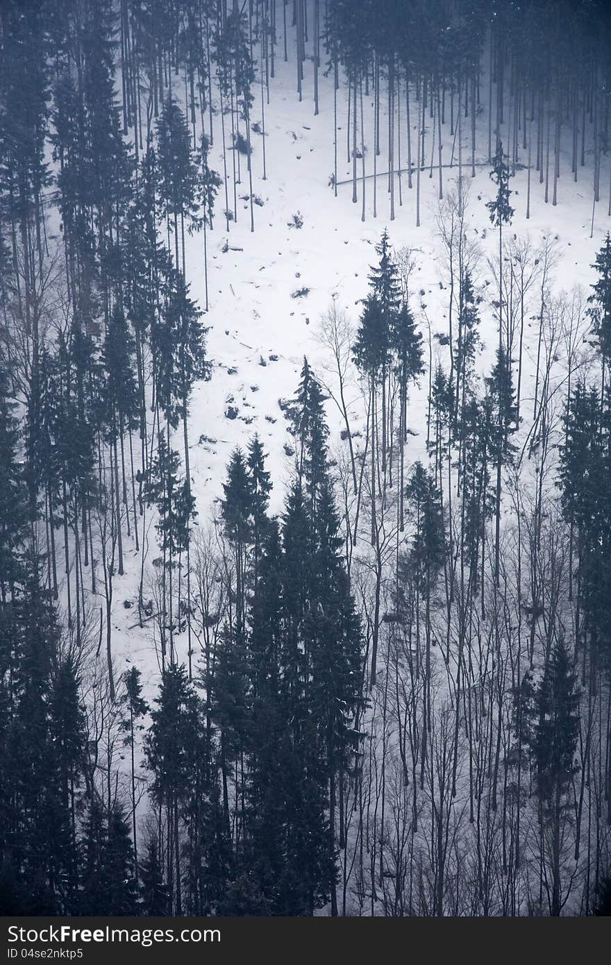 Conifers in the frozen forest in the mist. Conifers in the frozen forest in the mist