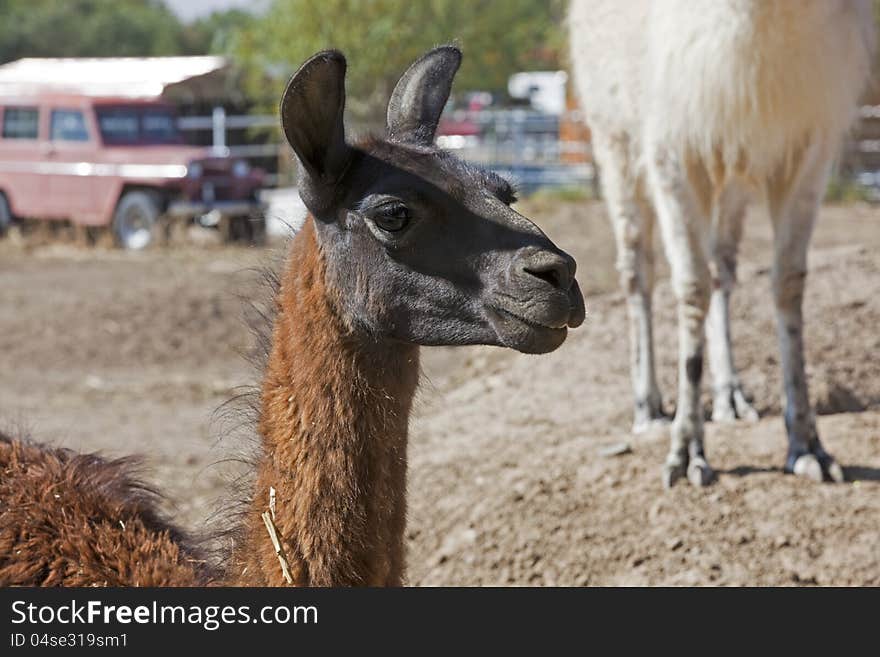 Close up head shot of a Llama. Close up head shot of a Llama