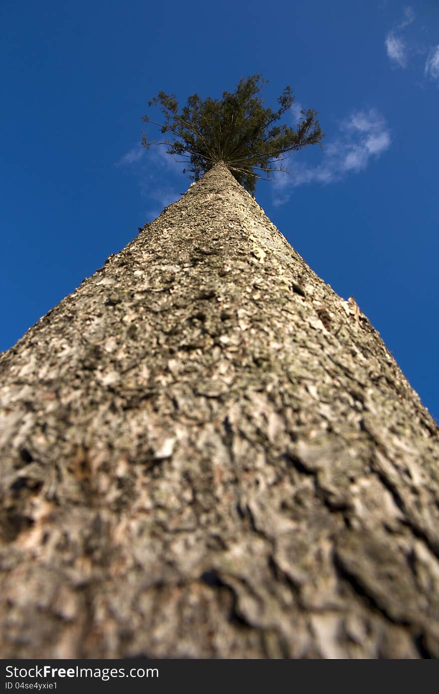 Detail of brown pine trunk from below, pine in summer. Detail of brown pine trunk from below, pine in summer