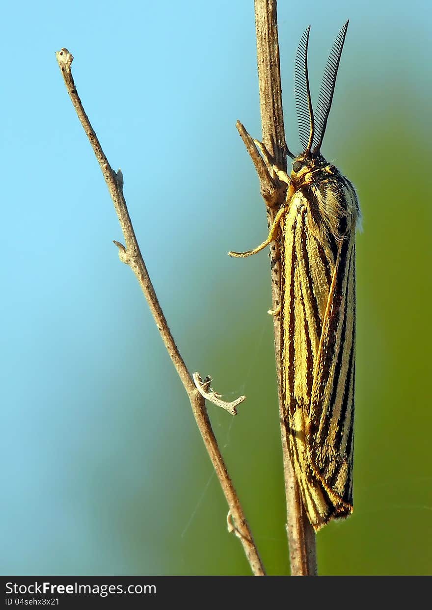 The feathered footman (Spiris striata) sitting on a bent. The feathered footman (Spiris striata) sitting on a bent.