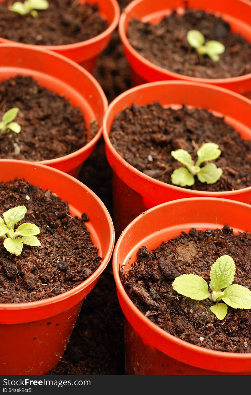 Foxglove seedlings in red plantpots.