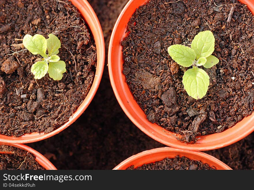 Foxglove seedlings from above in nursery being grown on for next season. Foxglove seedlings from above in nursery being grown on for next season.