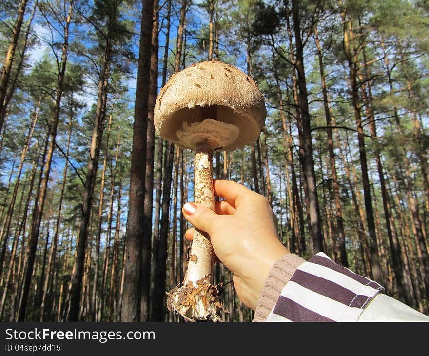 Fungus was broken and to photograph holds in his hand. Fungus was broken and to photograph holds in his hand.