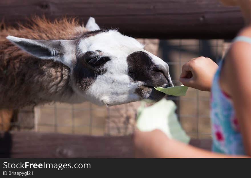 Llama (Lama Glama) eating a slice of cabbage. Llama (Lama Glama) eating a slice of cabbage