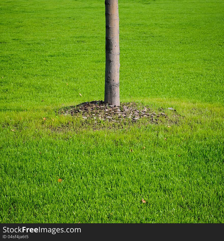 Tree trunk with green grass background. Closeup. Tree trunk with green grass background. Closeup