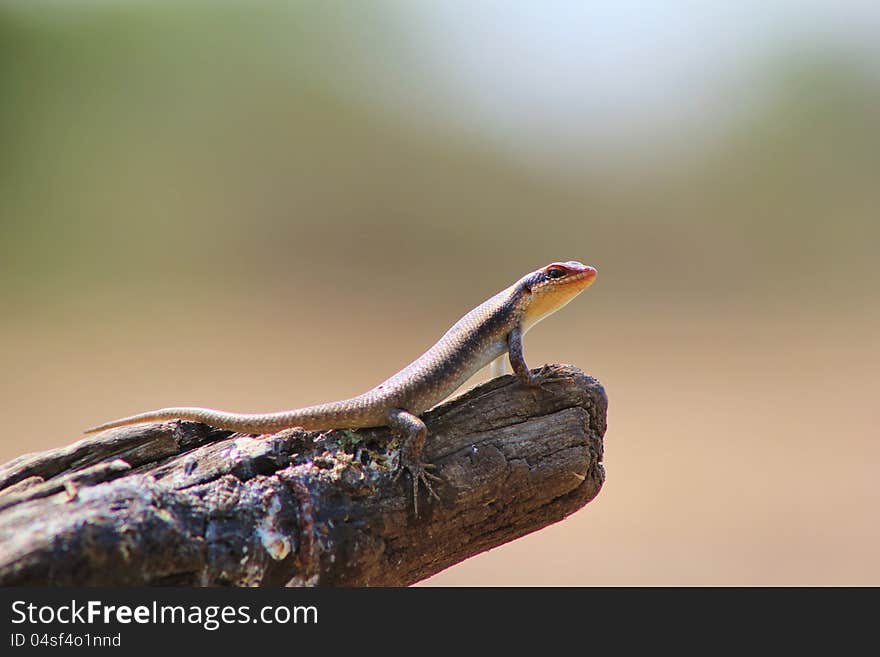 A common lizzard on a stump at a watering hole on a game ranch in Namibia, Africa. A common lizzard on a stump at a watering hole on a game ranch in Namibia, Africa.