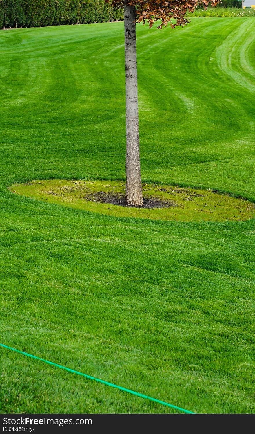 Tree trunk with green grass background. Closeup. Tree trunk with green grass background. Closeup