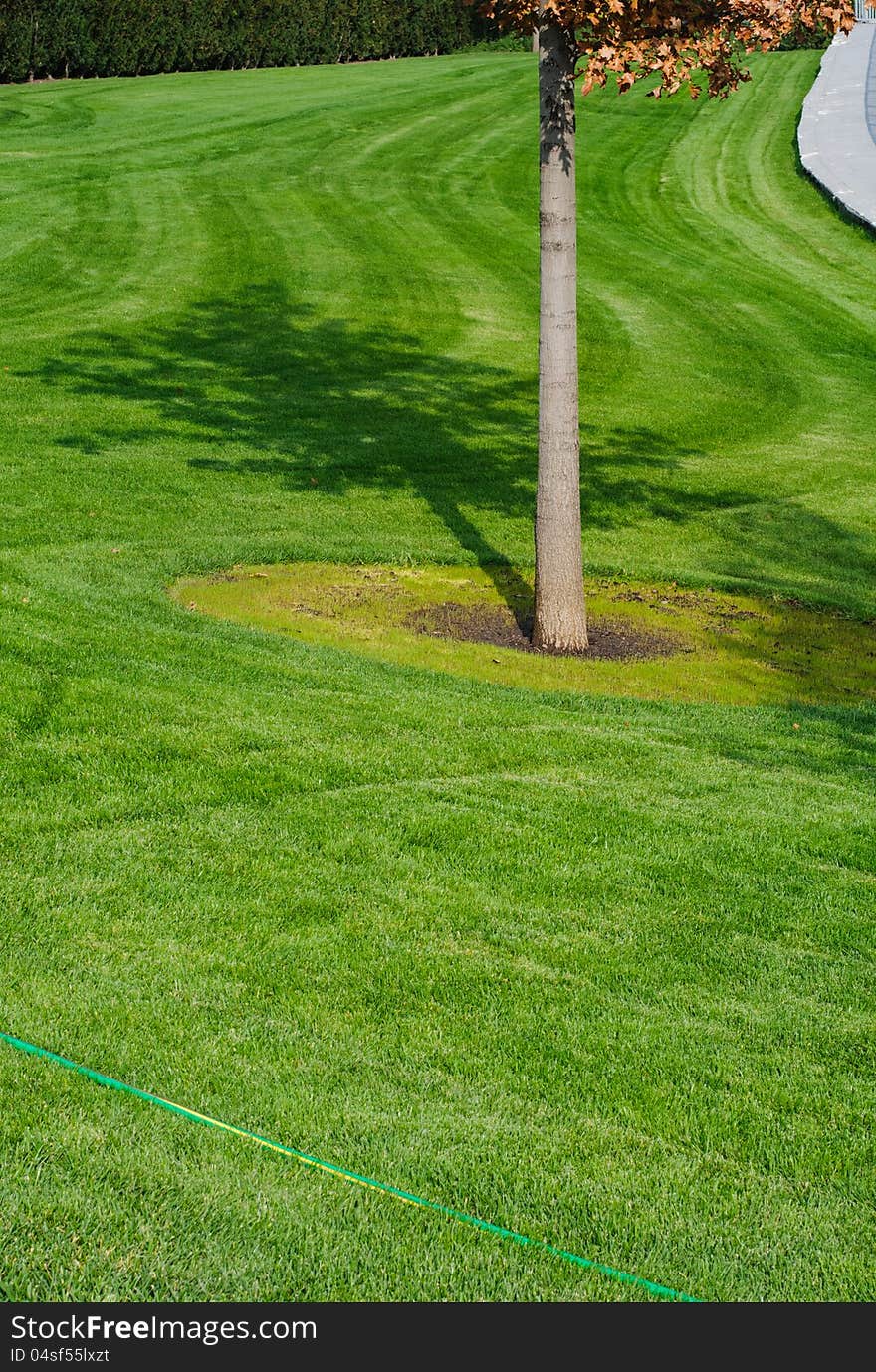 Tree trunk with green grass background. Closeup. Tree trunk with green grass background. Closeup