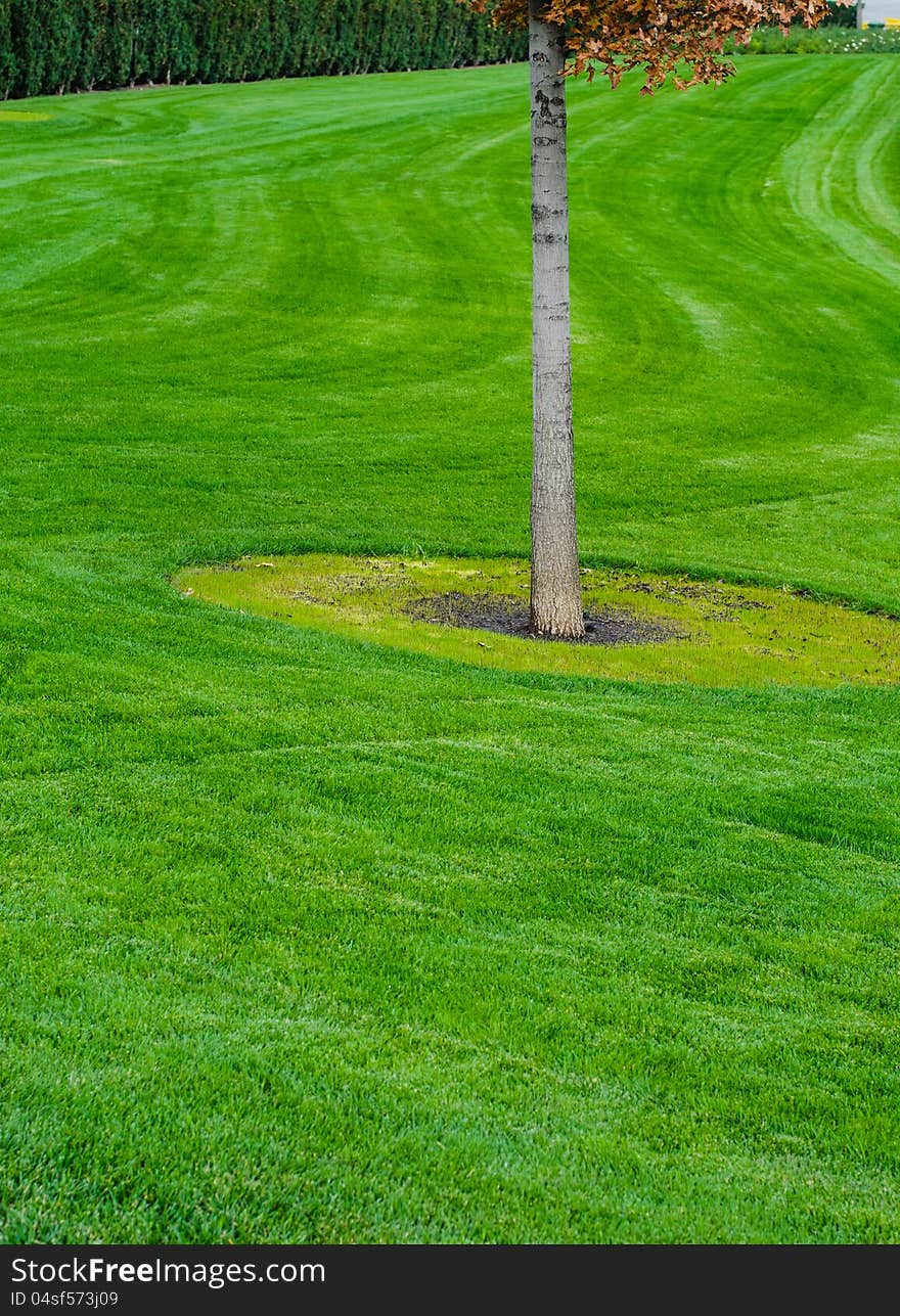 Tree trunk with green grass background. Closeup. Tree trunk with green grass background. Closeup