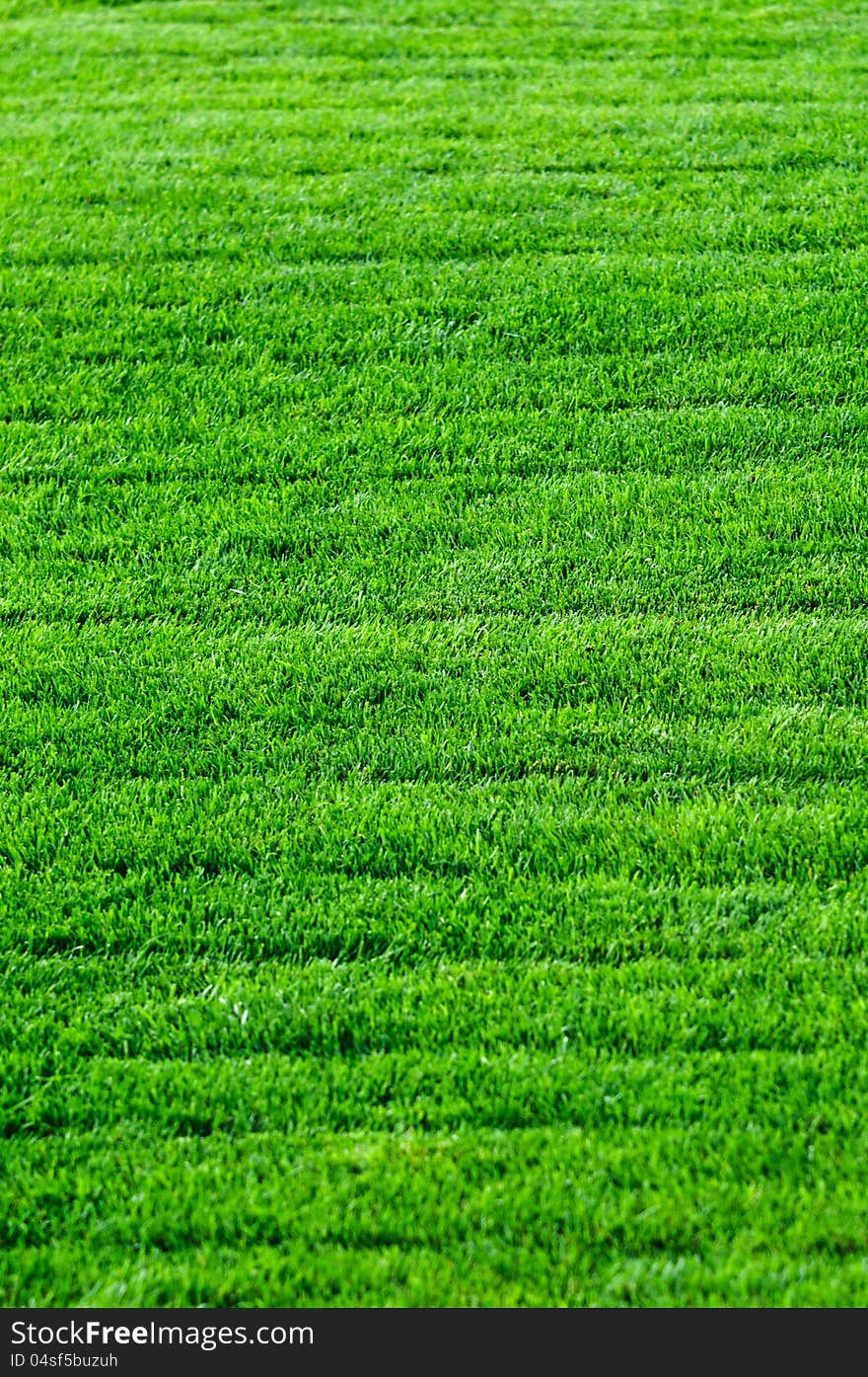 Striped green grass texture with perspective view