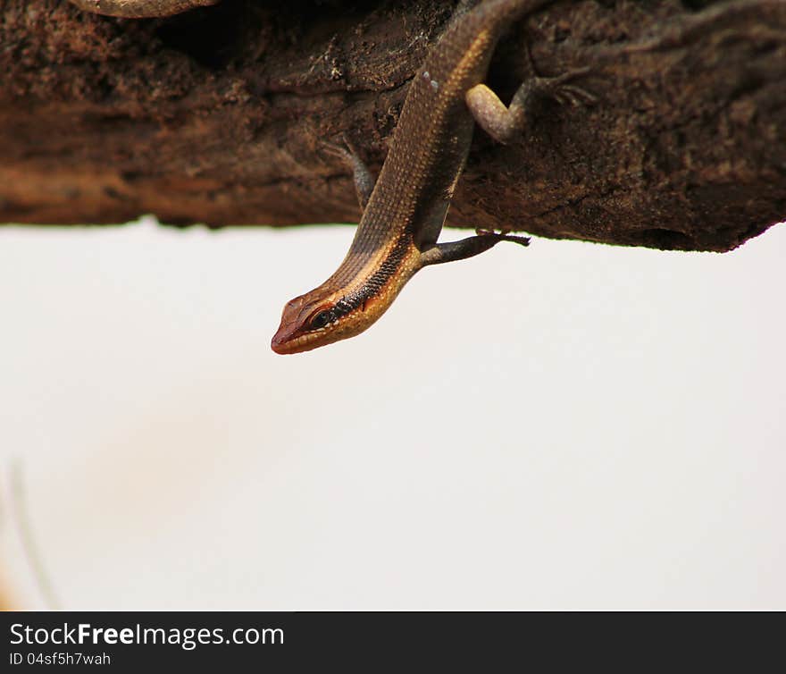 A common lizzard on a stump at a watering hole on a game ranch in Namibia, Africa. A common lizzard on a stump at a watering hole on a game ranch in Namibia, Africa.