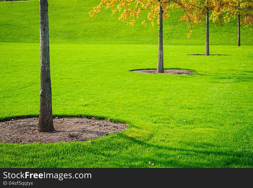 Trees trunk with green grass background. Closeup. Trees trunk with green grass background. Closeup