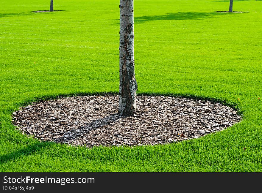 Tree trunk with green grass background. Closeup. Tree trunk with green grass background. Closeup