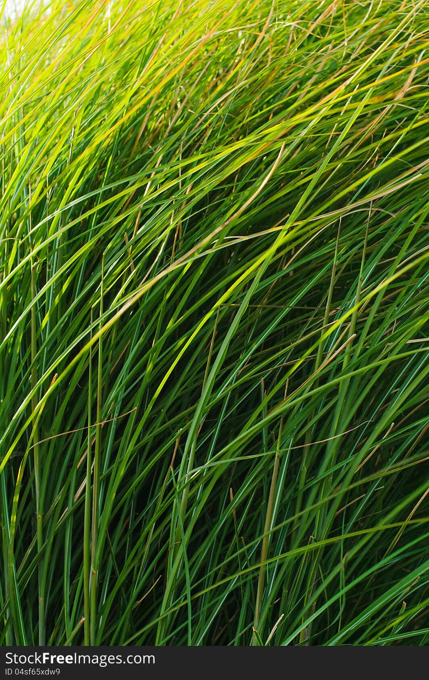 Green grass blades background