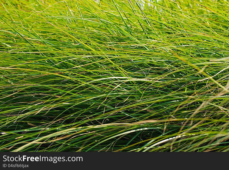 Green Grass Blades Background