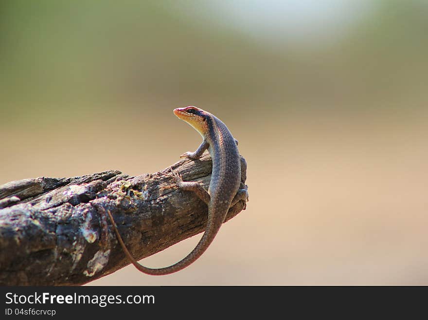 A common lizzard on a stump at a watering hole on a game ranch in Namibia, Africa. A common lizzard on a stump at a watering hole on a game ranch in Namibia, Africa.