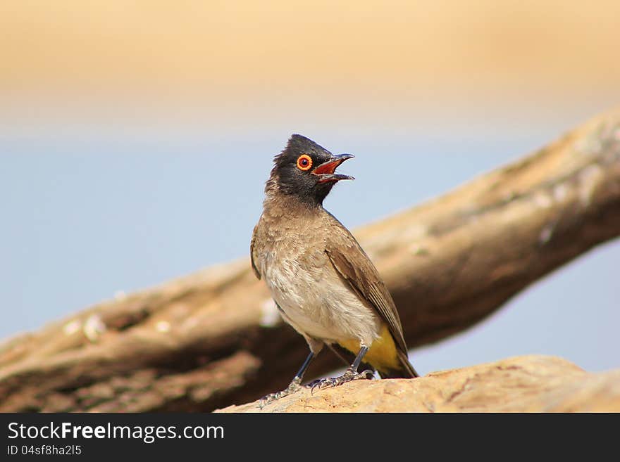 African Redeyed Bulbul on a branch at a game ranch in Namibia, Africa. With absolutely beautiful faded natural colors in the background. African Redeyed Bulbul on a branch at a game ranch in Namibia, Africa. With absolutely beautiful faded natural colors in the background.