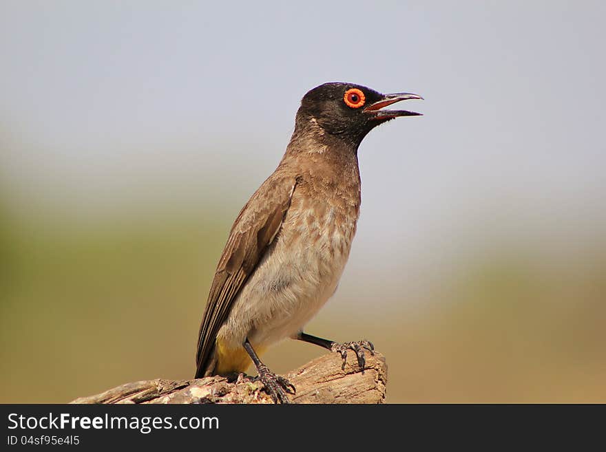 African Redeyed Bulbul on a branch at a game ranch in Namibia, Africa. African Redeyed Bulbul on a branch at a game ranch in Namibia, Africa.