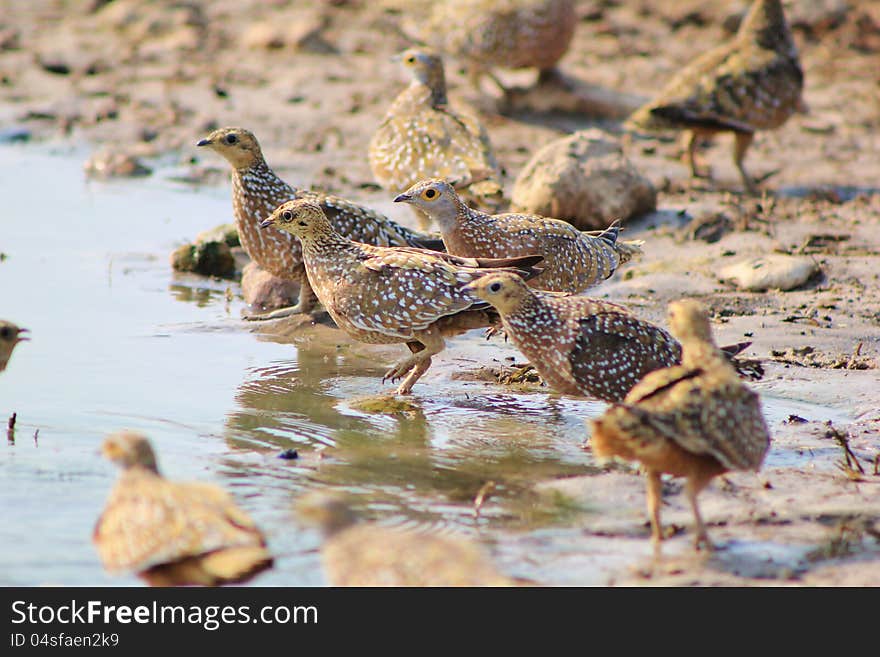 Flock of Feathers - Sandgrouse, Namaqua