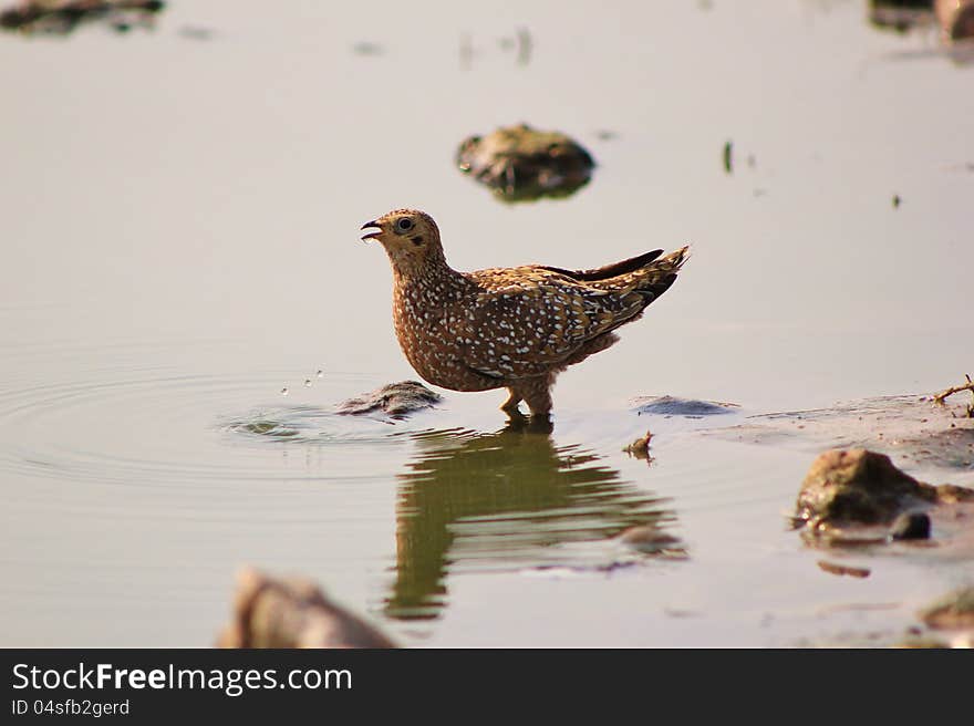 Adult female Namaqua Sandgrouse drinking water at a watering hole in Namibia, Africa. Adult female Namaqua Sandgrouse drinking water at a watering hole in Namibia, Africa.