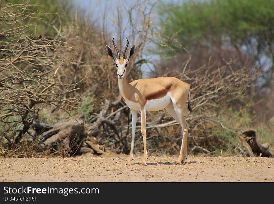 Springbuck female with perfectly shaped horns - photo taken on a game ranch in Namibia, Africa. Springbuck female with perfectly shaped horns - photo taken on a game ranch in Namibia, Africa.