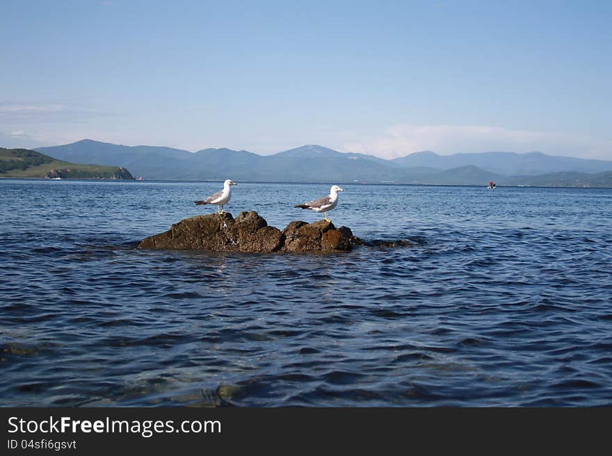 Seagulls have a rest on a stone. Seagulls have a rest on a stone