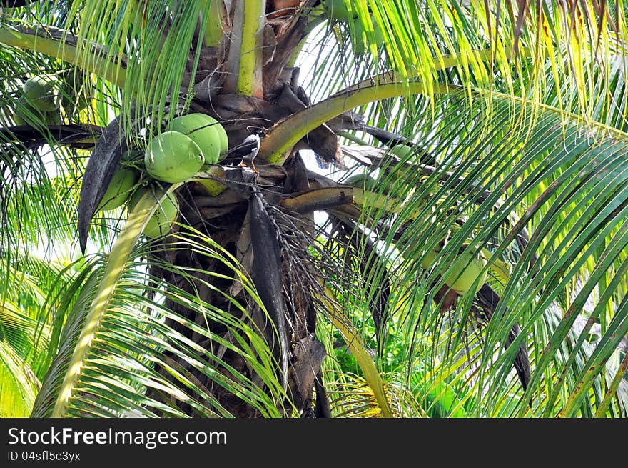 Closeup Of Coconut Palm Trees, Nuts & Bird