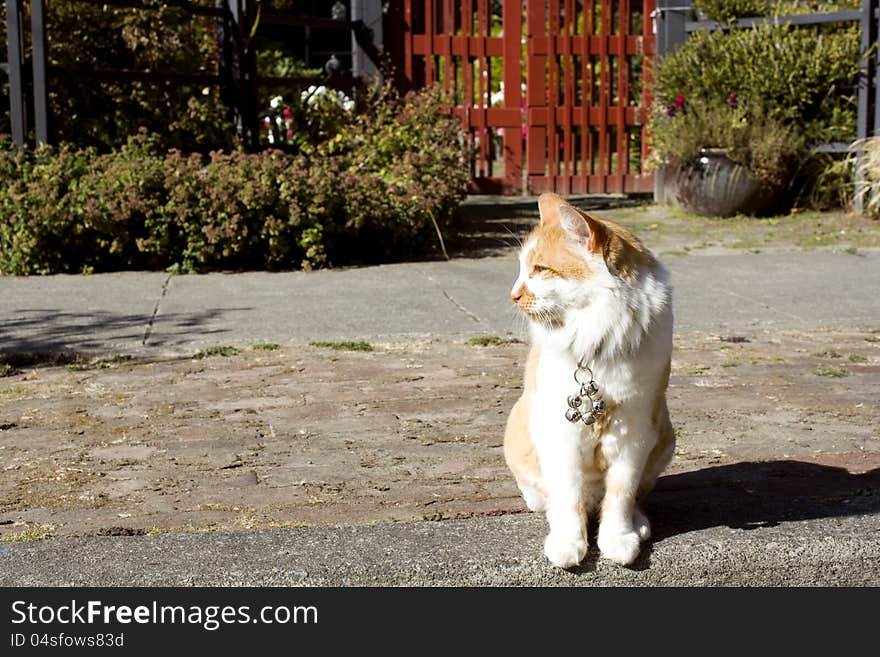 A friendly cat was relaxing on the sidewalk in front of it's old house. A friendly cat was relaxing on the sidewalk in front of it's old house.