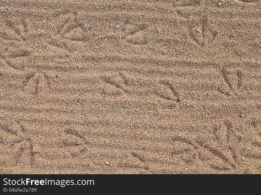 Traces on the yellow moist sand in the early morning, among the birds - albatrosses. Traces on the yellow moist sand in the early morning, among the birds - albatrosses.