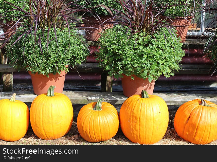 Colorful pumpkins sitting in front of hardy mums and ornamental grasses at the nursery. Colorful pumpkins sitting in front of hardy mums and ornamental grasses at the nursery.