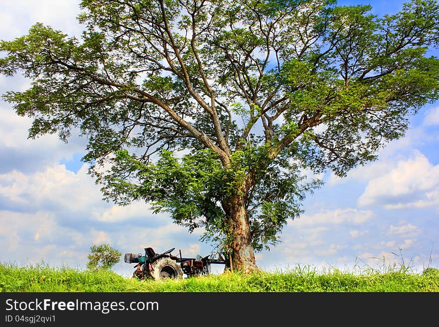 Tree with tractor truck