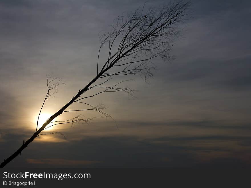 Silhouette branch inclined at a bird caught in the branches against sunset. Silhouette branch inclined at a bird caught in the branches against sunset.