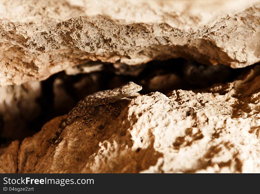 Lizard hiding in the rocks on the outside in the summer